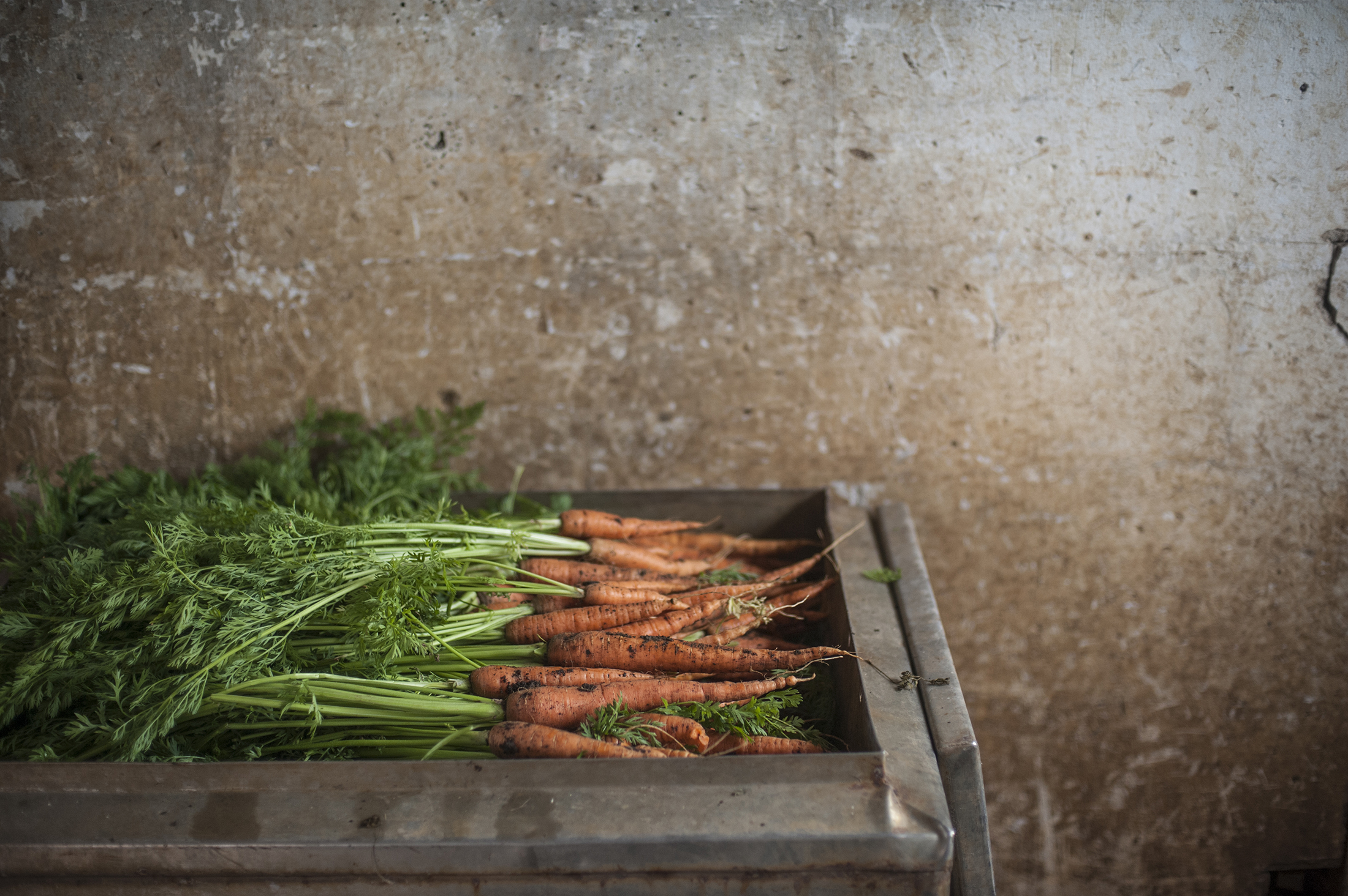 The Harvest 2