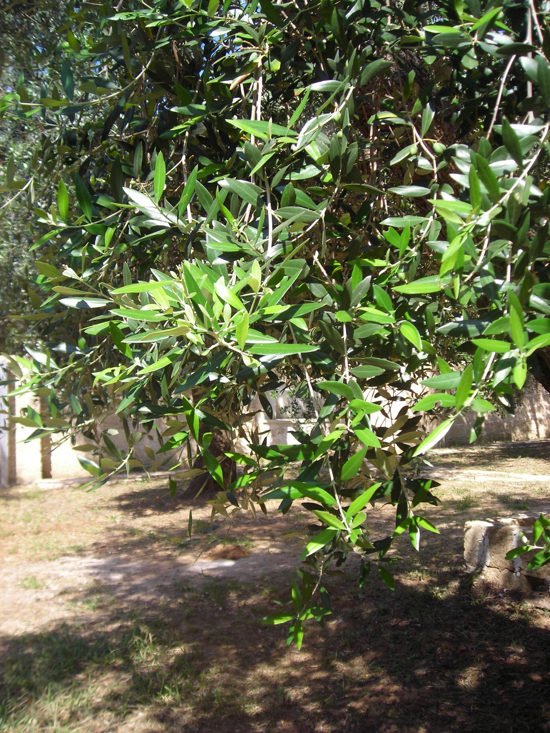 DSCN4117