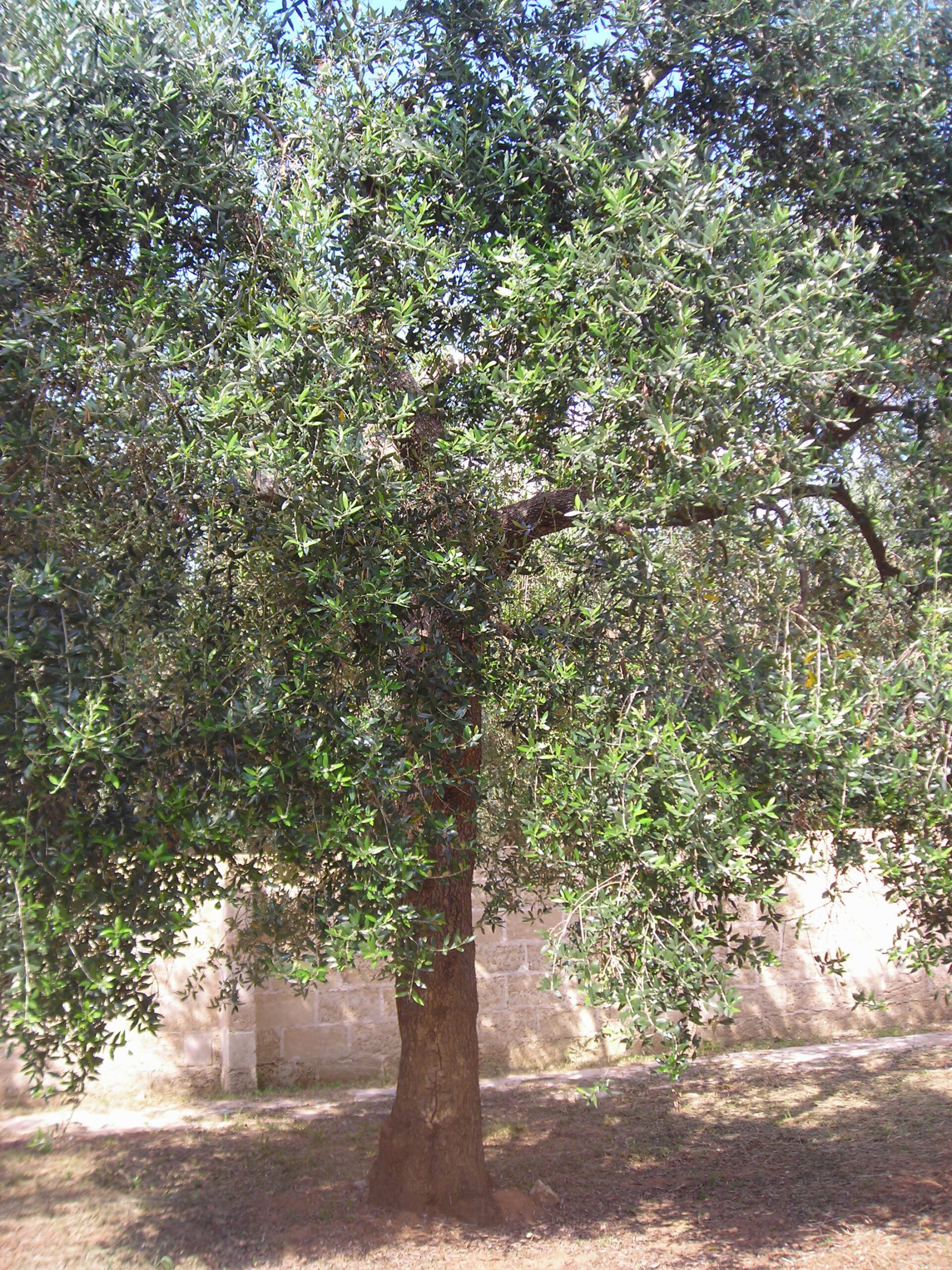 DSCN4120