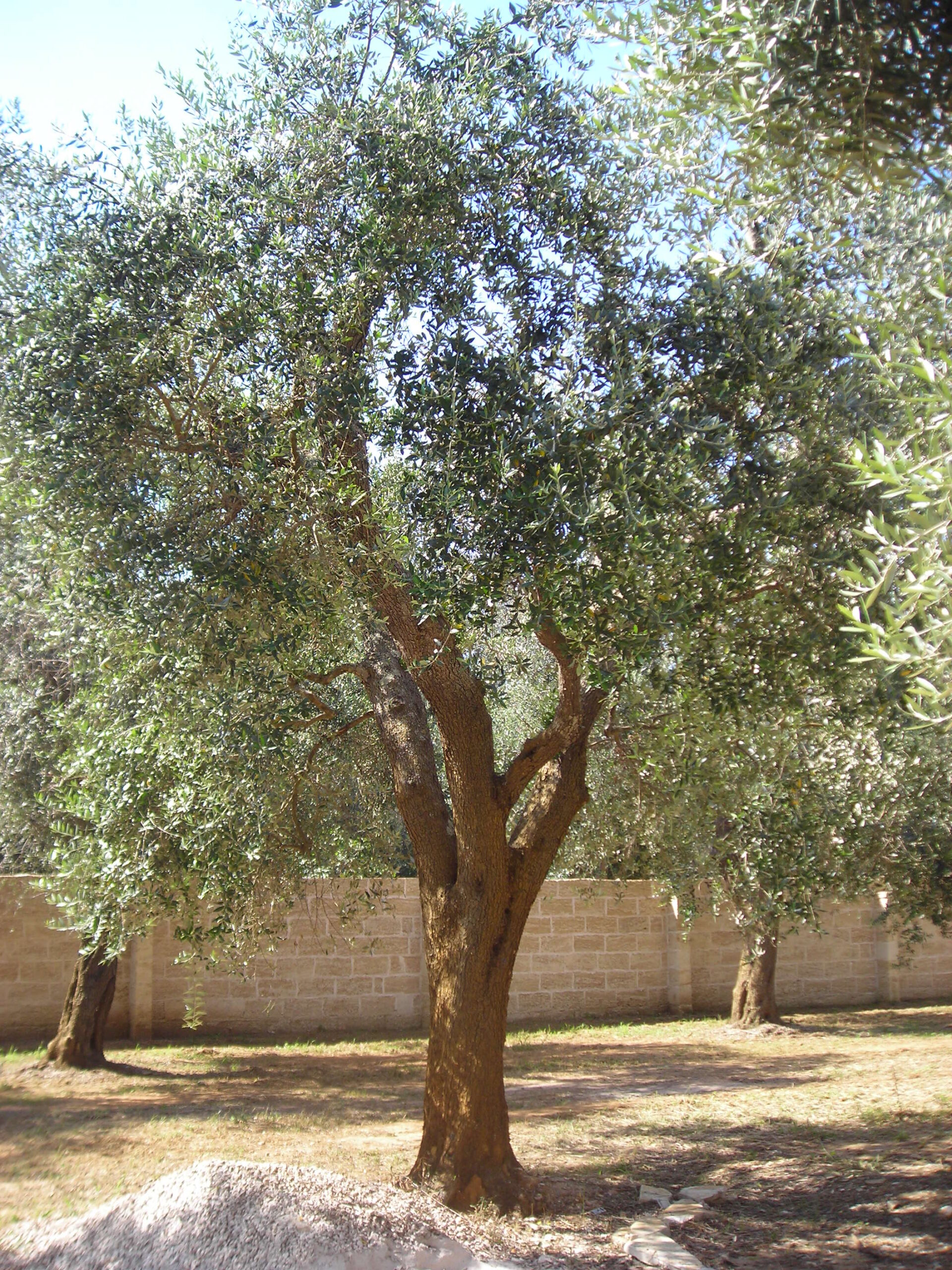 DSCN4126