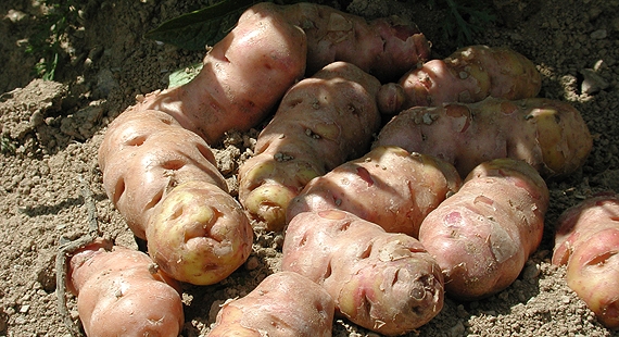 Patata Parli